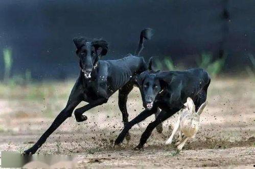 国产细犬可以捕猎吗视频