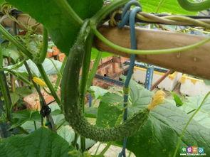 国产大黄瓜视频,揭秘我国农业科技新成果