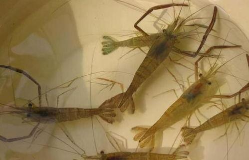 国产青虾速冻过程视频教程,视频教程带你轻松掌握