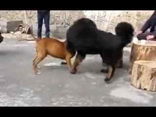 国产动物打架视频播放大全,精彩瞬间大盘点